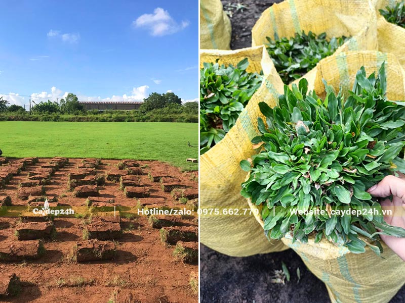 Cỏ Nhung thu thành từng cuộn, cỏ lá Gừng đóng vào bao tải lớn