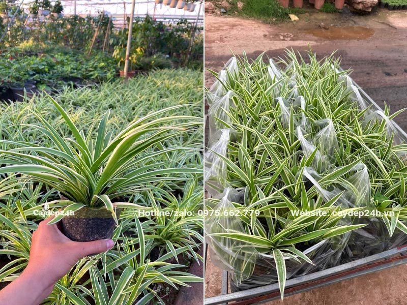 Mau cây Cỏ Lan Chi cao 15 - 20cm để trồng nền thảm công trình