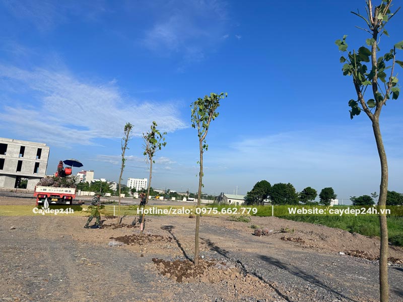 Những hàng cây hoa ban mới thi công trồng xong tại Ninh Bình