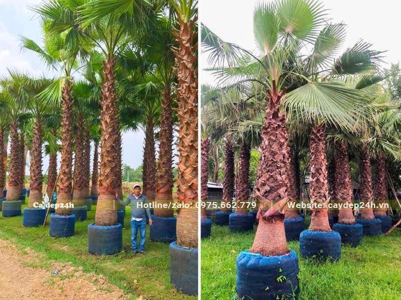 Cây Cọ Mỹ công trình ủ bầu, đường kính bầu 60 - 70cm