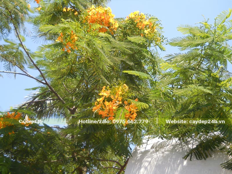 Cây Phượng Vĩ vàng trồng bên cạnh nhà đang ra hoa rực rỡ