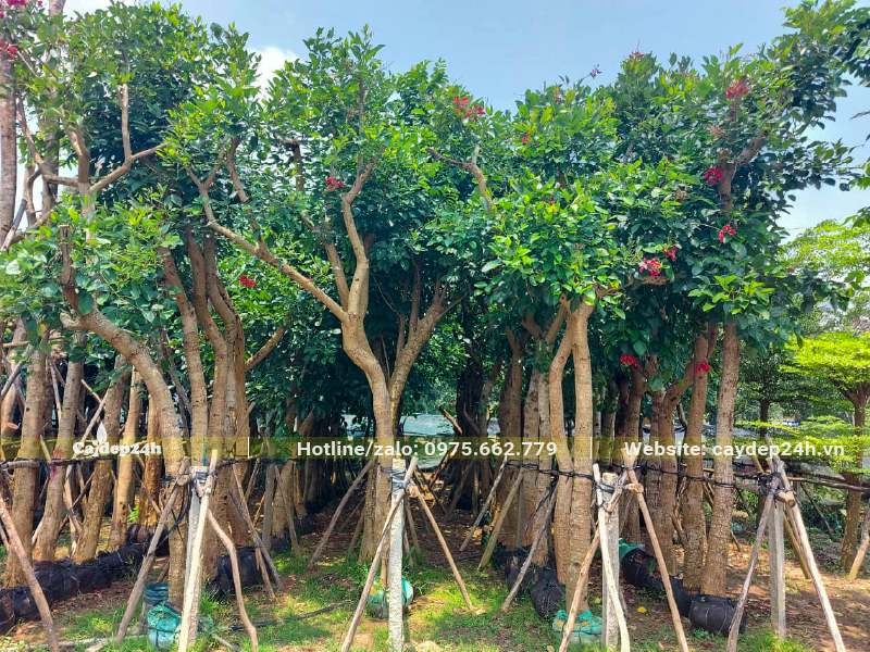 Vườn dâm ủ cả trăm cây Osaka đỏ đường kính gốc 10cm
