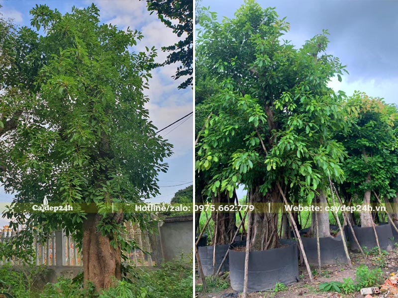 Cây Sộp lâu năm đang dâm ủ tại vườn, chiều cao từ 3 - 5m