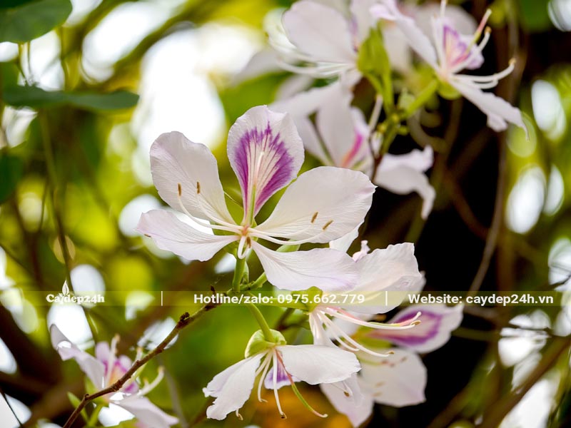 Chùm hoa Ban Tây Bắc màu trắng điểm thêm chút màu hồng tím