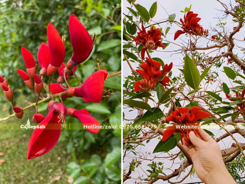 Cận cảnh hình dáng chùm hoa, cánh hoa osaka đỏ