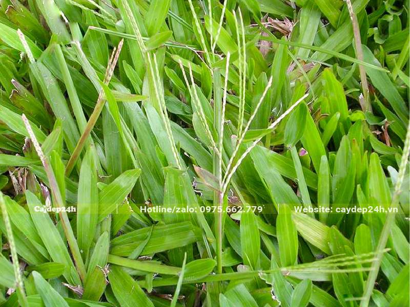 Thảm Cỏ Lá Gừng thường đang ra hoa
