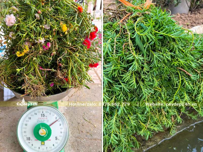 Những bó hoa Mười Giờ Mỹ lớn dã được cân và bó gọn gàng