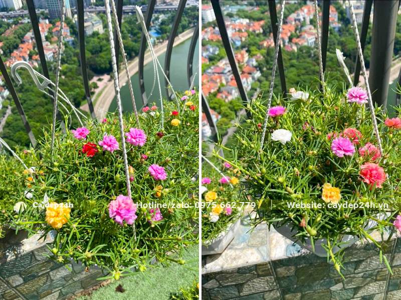 Trồng hoa Mười Giờ trong chậu treo ở ban công