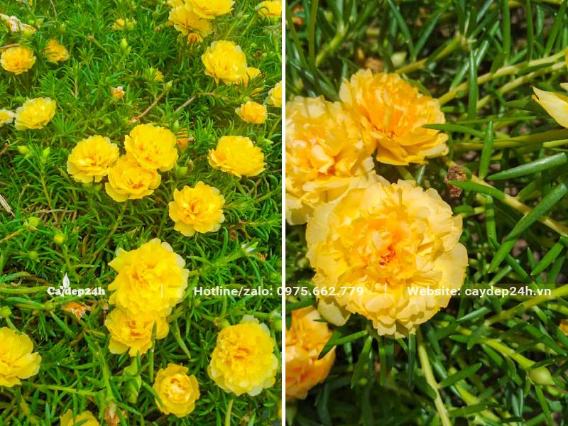 Cây hoa Mười Giờ vàng bông to, đường kính từ 2,5 - 3cm