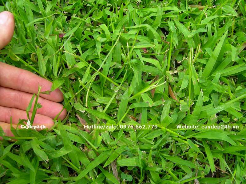 Công nhân đang kiểm tra nền cỏ Gừng Ta