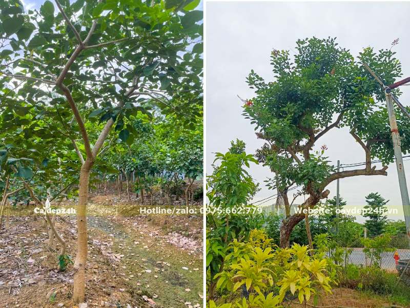 Chăm sóc cây hoa Osaka đỏ tại nhà vườn, đk gốc từ 7 - 15m