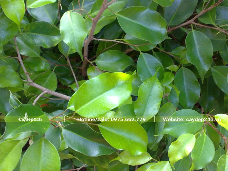 Phiến lá của cây Sanh khá mỏng, bề mặt bóng láng