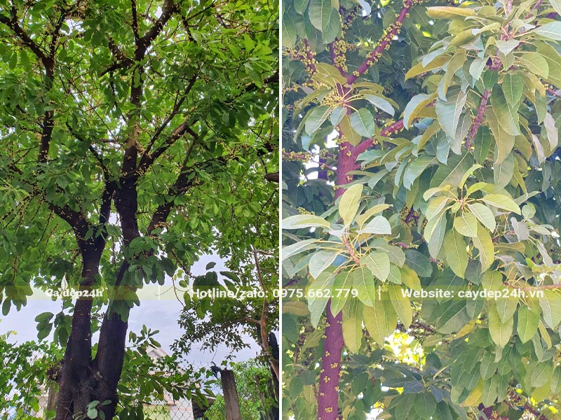 Cây có lá xanh quanh năm, quả mọc chi tiết khắp thân cành