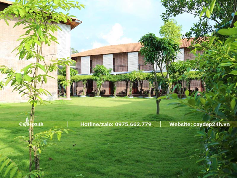 Thảm cỏ xanh mướt trồng sân vườn khu resort cao cấp