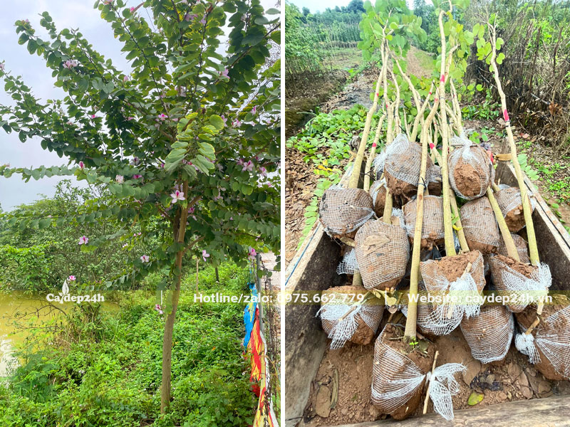 Bứng thẳng cây Ban Tây Bắc đường kính 3 - 4cm