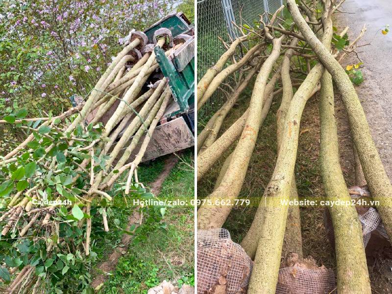 Bứng nóng cây hoa Ban Trắng Tây Bắc đường kính gốc 5cm, 15cm