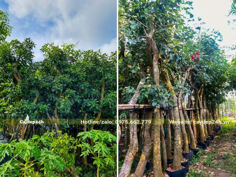 Vườn dưỡng ủ cây osaka đường kính gốc 18 - 20cm