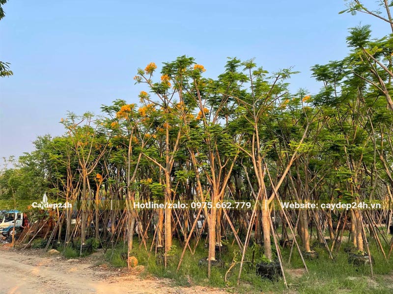 Cây Phượng Vàng lâu năm đường kính gốc 15cm, đang ra hoa