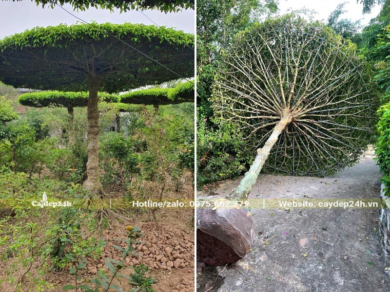 Cây Sanh kiểng dáng nhất trụ kình thiên