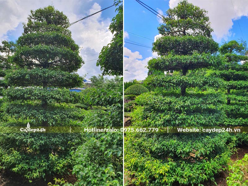 Cây Sanh bonsai cao hơn 2m, có tới 9 tầng tán đẹp
