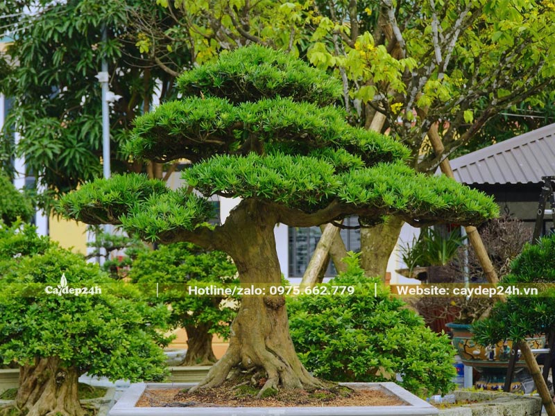 Chậu Tùng La Hán bonsai cao gần 1m trang trí sân nhà thờ họ