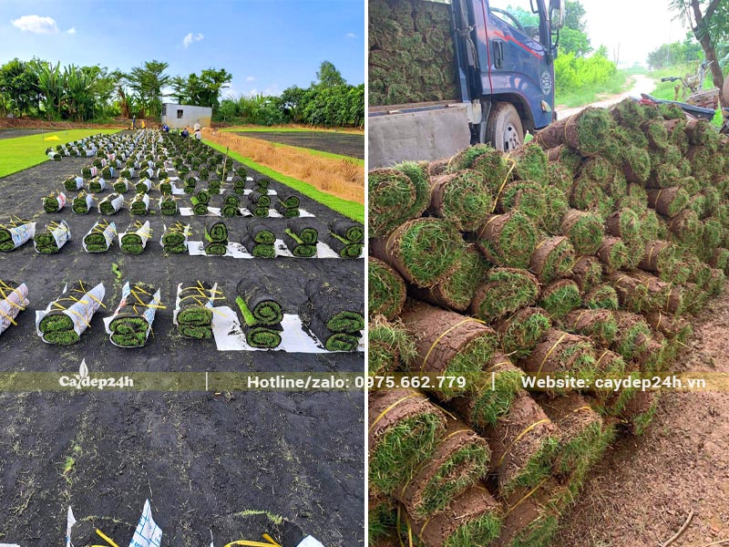 Thu hoạch cỏ trồng sân vườn thành từng cuộn với kích thước đều nhau