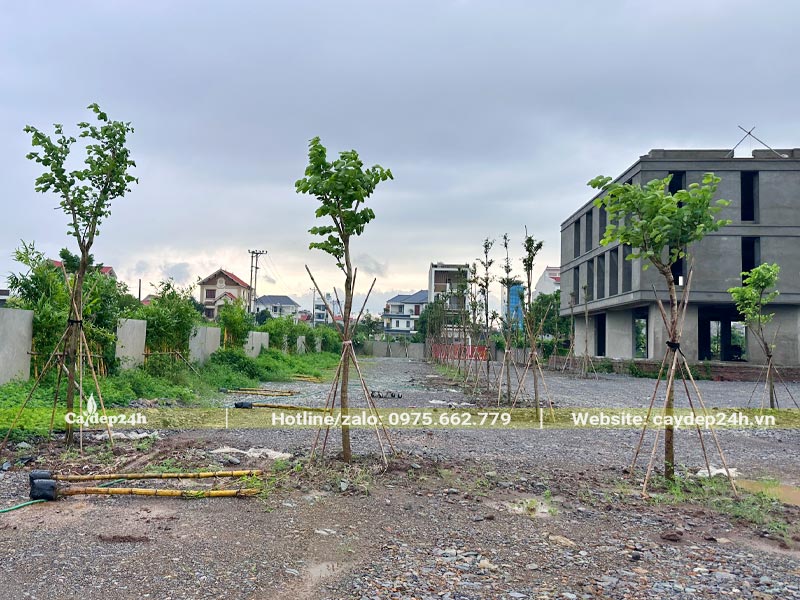 Hàng cây Ban Tây Bắc trồng cảnh quan tại Ninh Bình đang ra lá mới xanh mướt