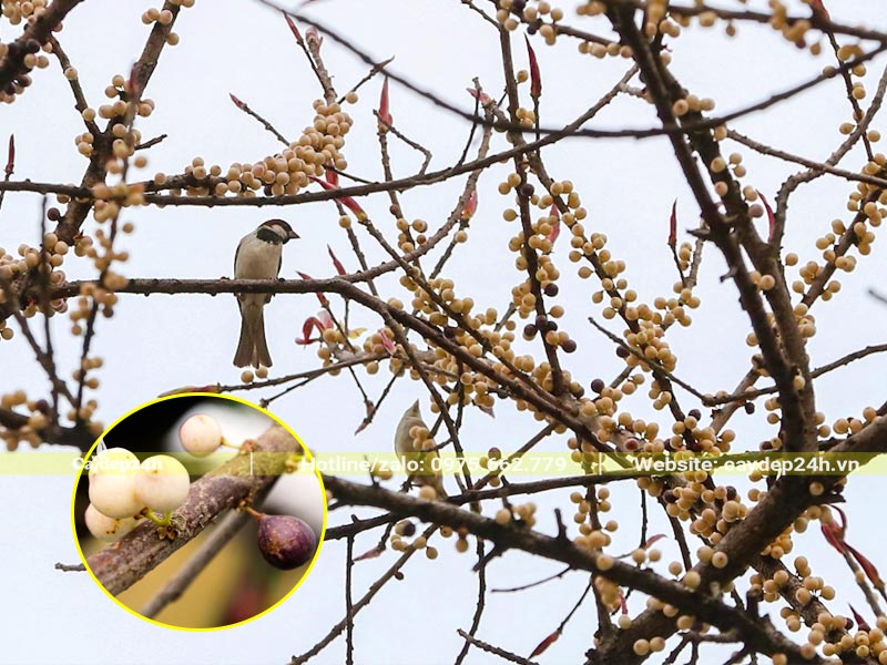 Những cành Sộp chi chít quả đang chuẩn bị chín