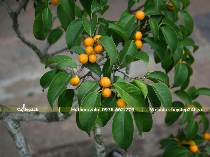 Quả Sanh hình cầu đường kính khoảng 0,8 - 1,3cm