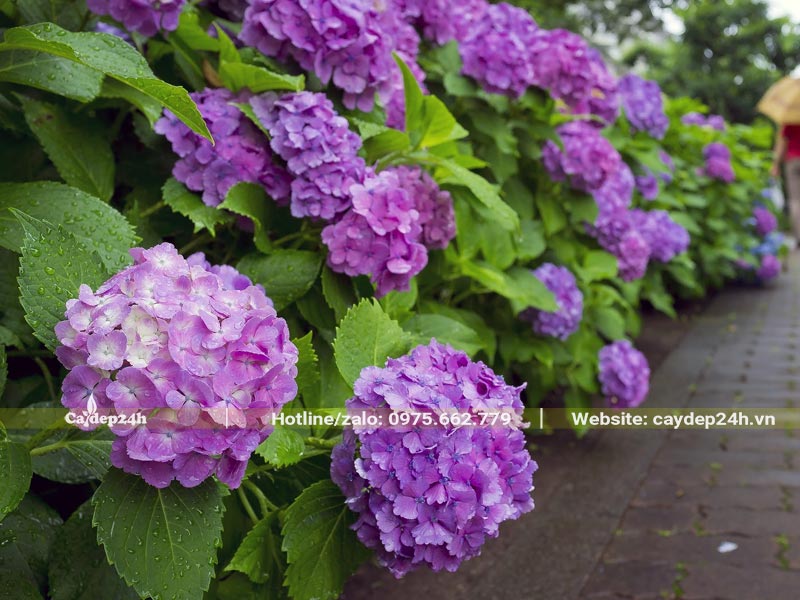 Trồng cây hoa Cẩm Tú Cầu làm hàng rào