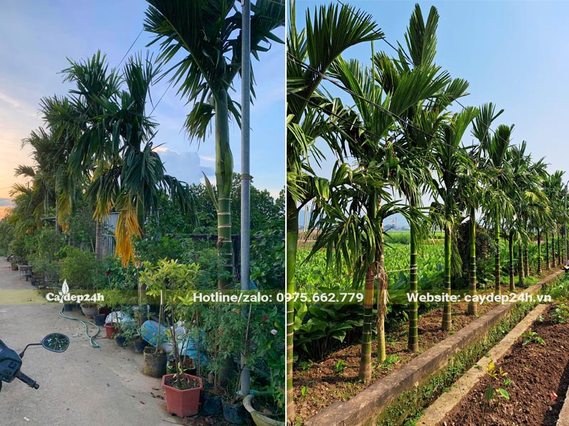 Hàng cây Cau Ta trồng trước nhà, trang trí sân vườn