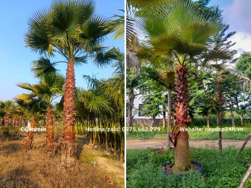 Vườn cây Cọ Mỹ bứng thẳng đường kính gốc 35cm, lóng thân cao 2,5 - 3m