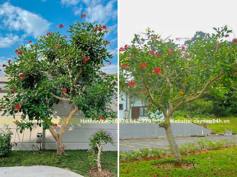 Trồng cây hoa Osaka đỏ trong sân vườn và ven đường phố, đường quốc lộ