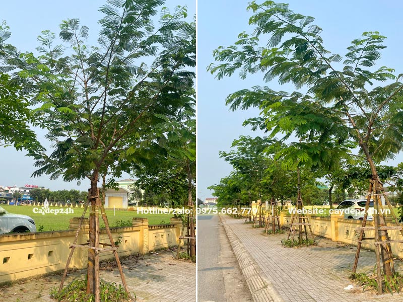 Hàng cây Phượng Vàng trồng vỉa hè đường phố, khoảng cách thiết kế 4 - 5m
