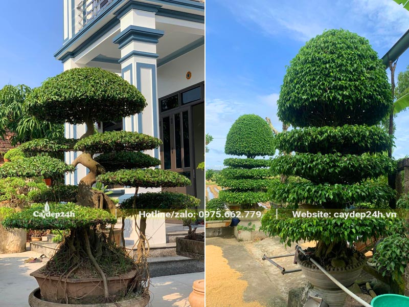 Trồng cây Sanh bonsai cổ thụ trang trí sân vườn biệt thự