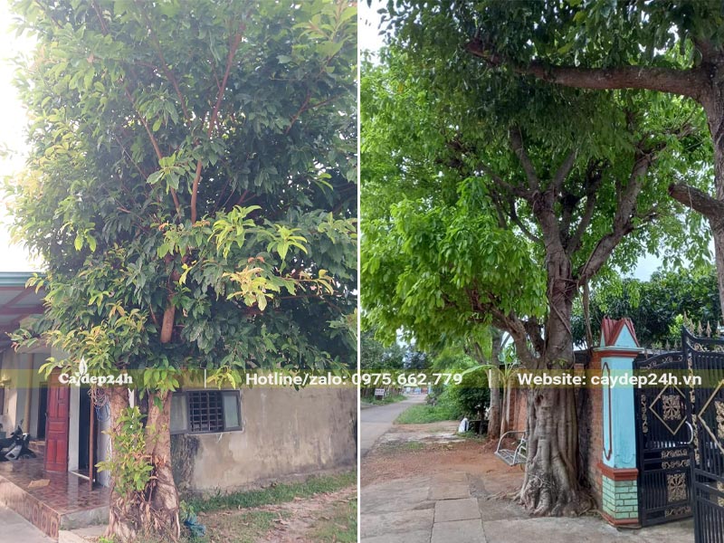 Trồng cây Sộp bên cạnh và trước cổng nhà để lấy bóng mát