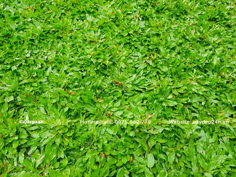 Trồng cỏ Lá Gừng Thái trong sân vườn biệt thự