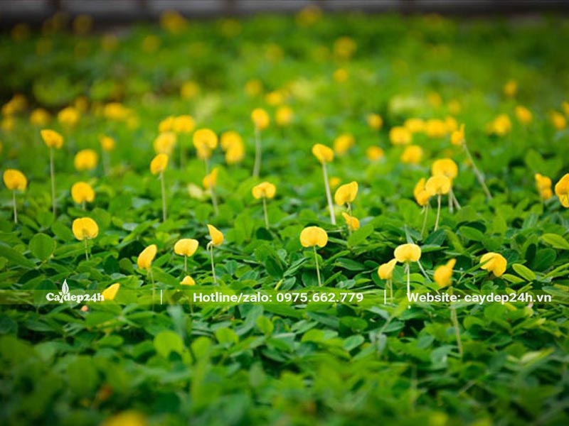 Thảm cỏ Đậu Phộng trồng sân vườn biệt thự, khu đô thị