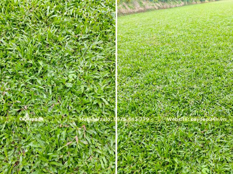 Thảm cỏ lá gừng sau hơn 3 tháng trồng, kết thảm cực kỳ đẹp