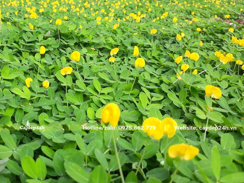 Thảm cỏ xanh hoa vàng xinh đẹp thích hợp để trang trí công trình