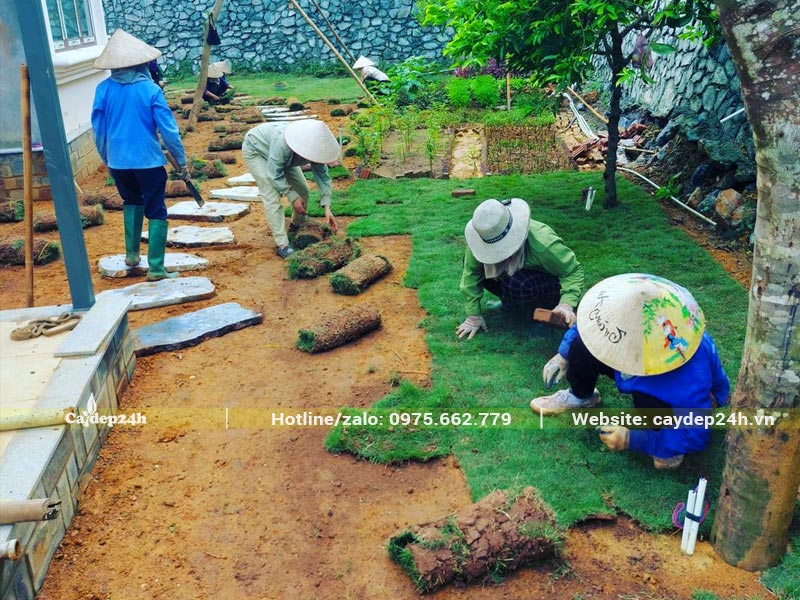 Công nhân đang thi công trồng hơn 100m2 cỏ cho sân vườn biệt thự cao cấp