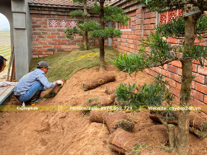 Trồng cỏ thảm cho tiểu cảnh sân vườn