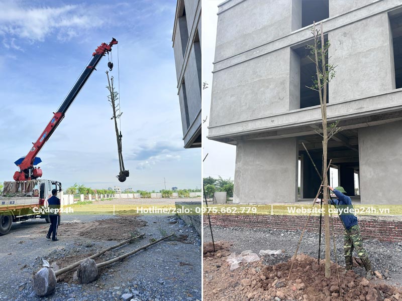 Dùng cầu cẩu nâng hạ cây Bàng Đài Loan trong quá trình trồng