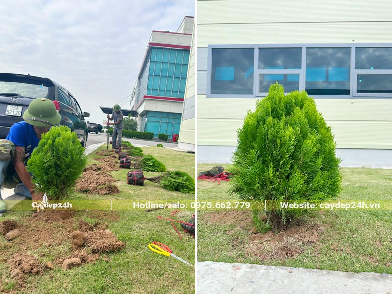Cây được dải đến hố trồng đã đào và thi công ngay trong ngày