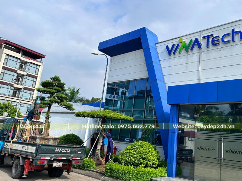 Trồng cây Sanh cho nhà máy