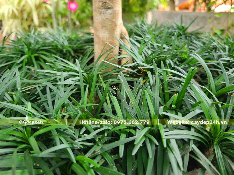 Cỏ Gấu Mỹ có màu xanh đậm quanh năm