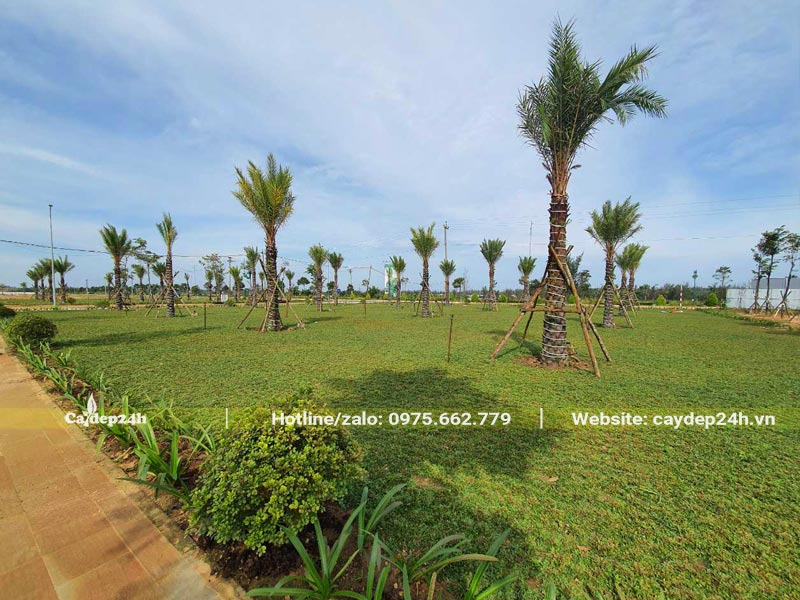 Khuôn viên khu đô thị mới được trồng cỏ, diện tích khoảng vài trăm mét vuông