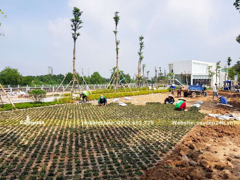 Trồng cỏ lá gừng trong khuôn viên nhà máy