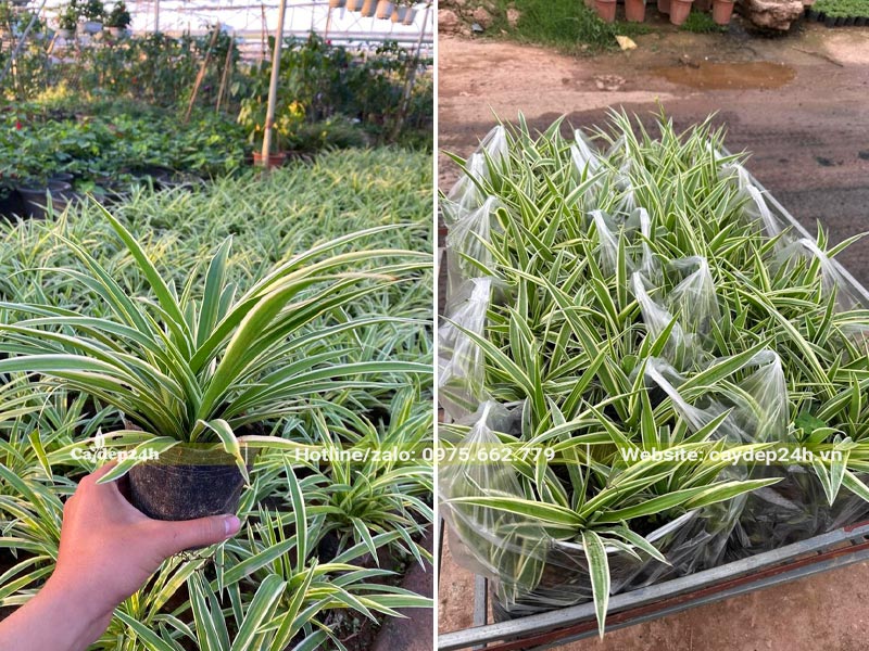 Những bầu cây cỏ Lan Chi cao 10 - 15cm chuẩn bị thi công trồng