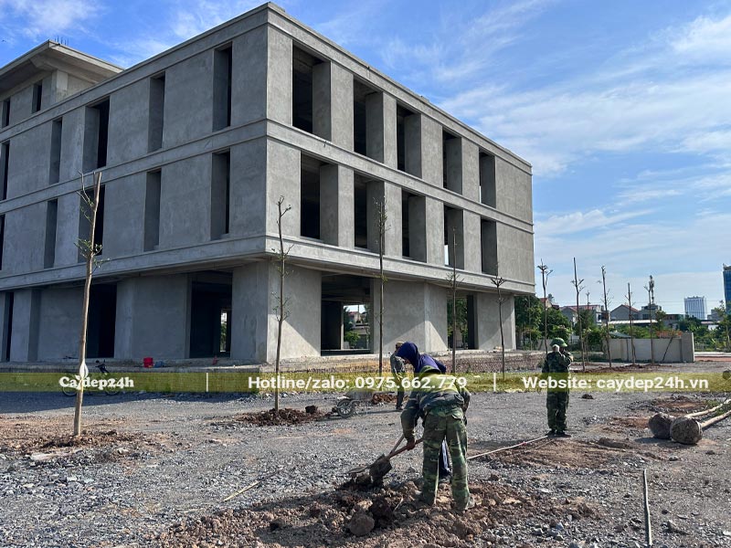 Đào hố và trồng cây quanh tòa nhà văn phòng 3 tầng hiện đại